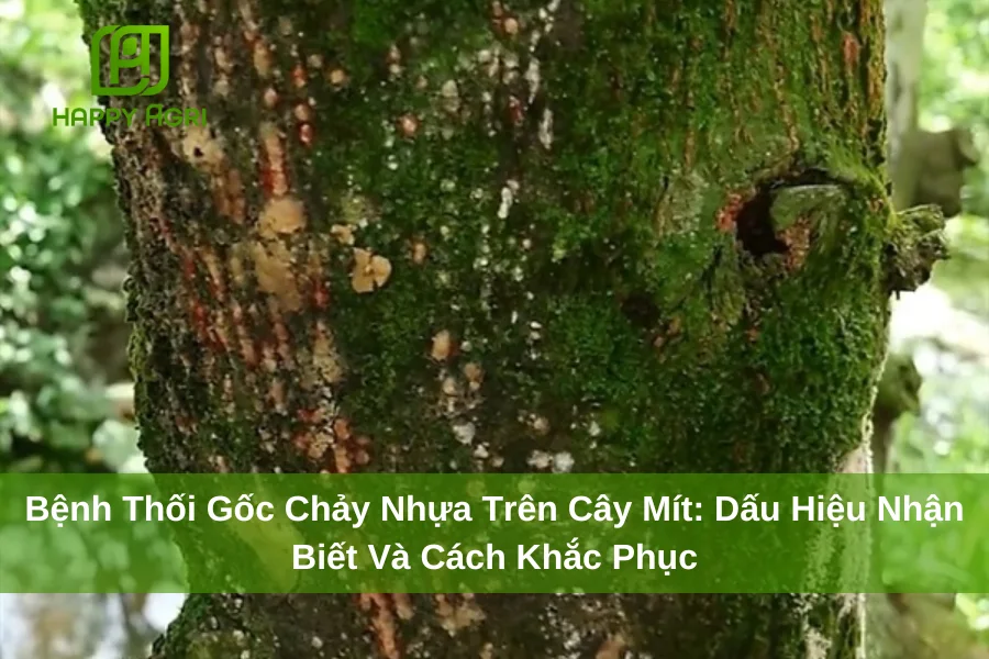 Bệnh Thối Gốc Chảy Nhựa Trên Cây Mít: Dấu Hiệu Nhận Biết Và Cách Khắc Phục