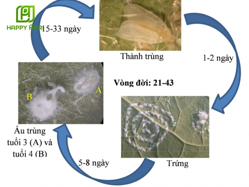 cách trị rầy trắng trên cây ổi