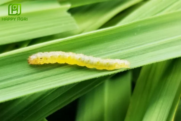 Câu hỏi thường gặp