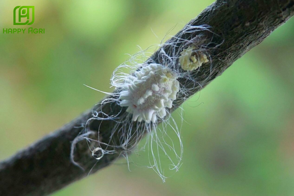 Câu hỏi thường gặp 