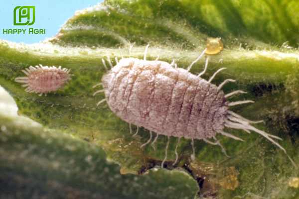 Rệp sáp cà phê là gì? Kẻ thù giấu mặt dưới lớp phấn trắng