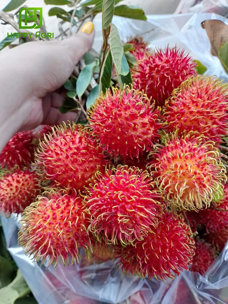 Bao trái chôm chôm giúp ngăn chặn hiệu quả các loại sâu bệnh và côn trùng gây hại
