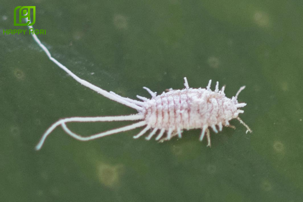 Tác động vật lý và biện pháp canh tác hỗ trợ