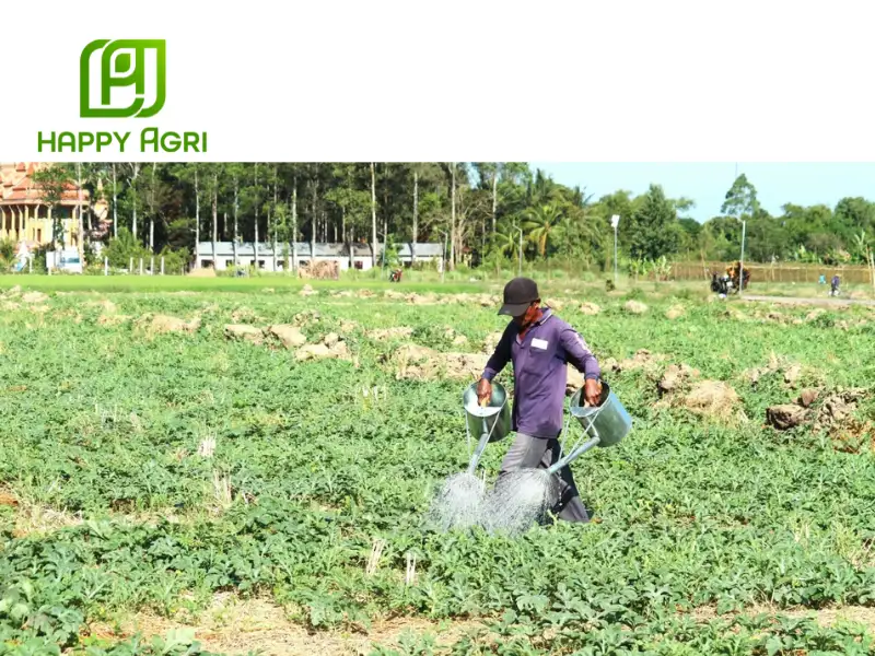 cách trồng dưa hấu