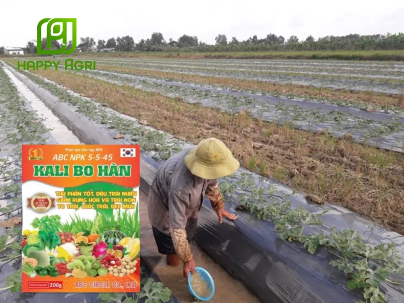 cách trồng dưa hấu
