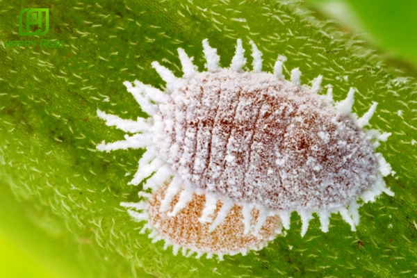 Rệp sáp cà phê (Pseudococcidae) là gì? Đặc điểm và liên minh sinh tồn