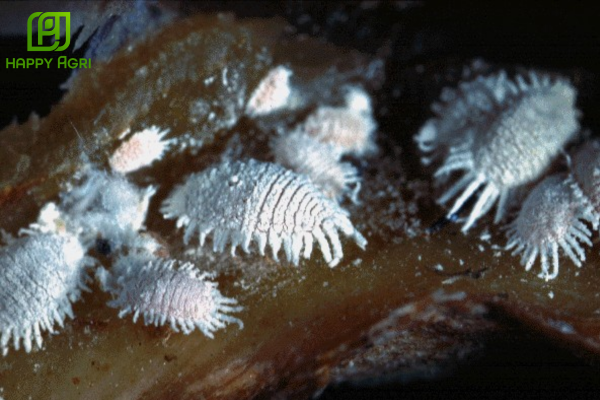 Phác đồ diệt rệp sáp cà phê vùng rễ hiệu quả nhất