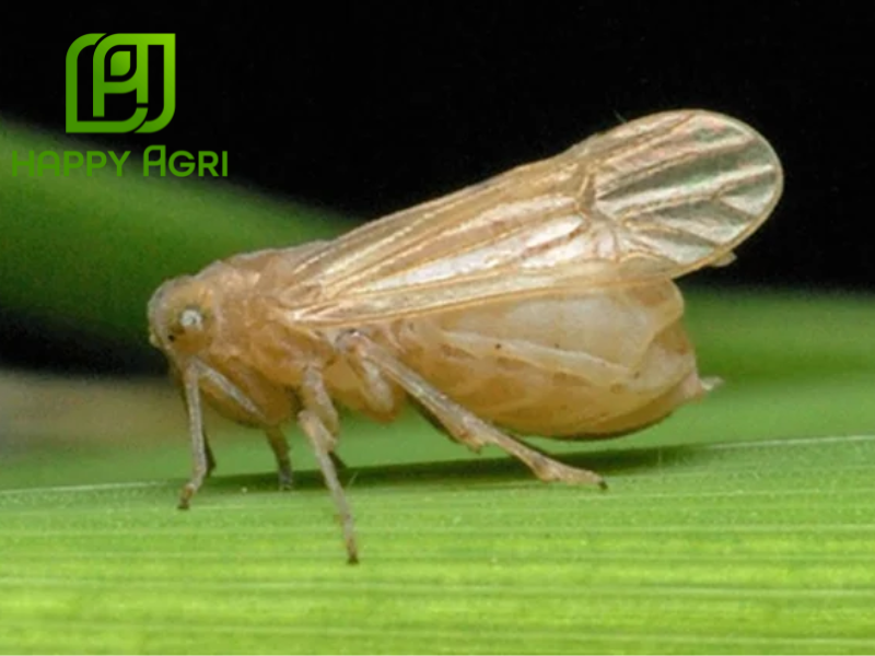 rầy nâu hại lúa 