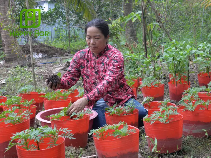 cách kích thích vạn thọ ra hoa 