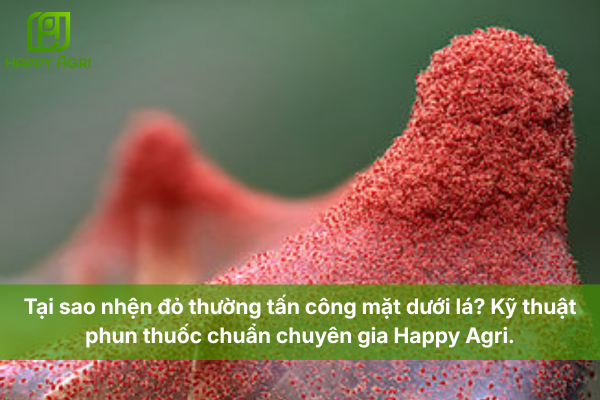 Tại sao nhện đỏ thường tấn công mặt dưới lá? Kỹ thuật phun thuốc chuẩn chuyên gia Happy Agri.