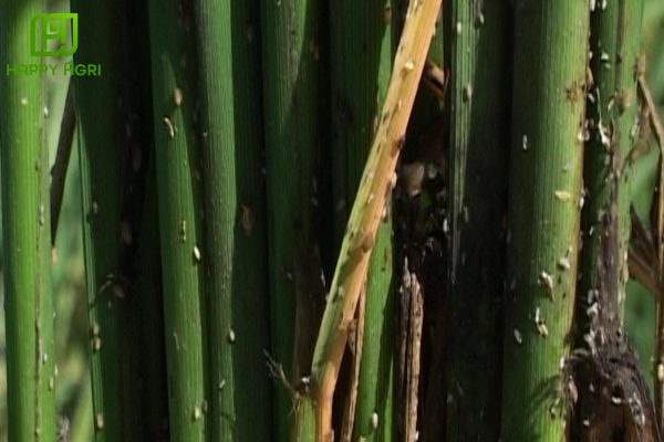 Công dụng Thuốc trừ sâu MIKHADA 70WG Hiệu CHANRAY 700