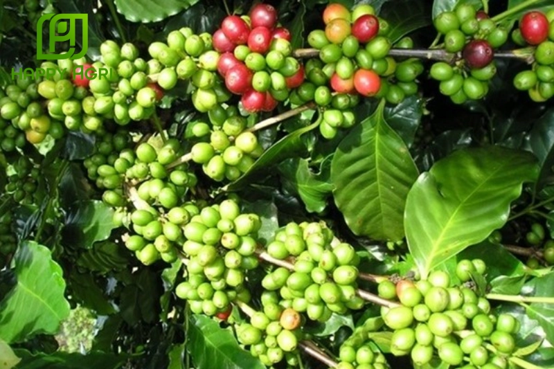 Các biện pháp xử lý bệnh nấm hồng cà phê hiệu quả
