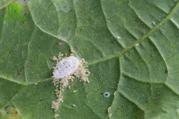 Hiểm họa từ rệp sáp và sự cộng sinh nguy hiểm