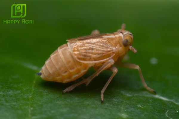 Công dụng Thuốc trừ sâu Thần Công Gold 39WP Hiệu Rồng Sinh Đôi