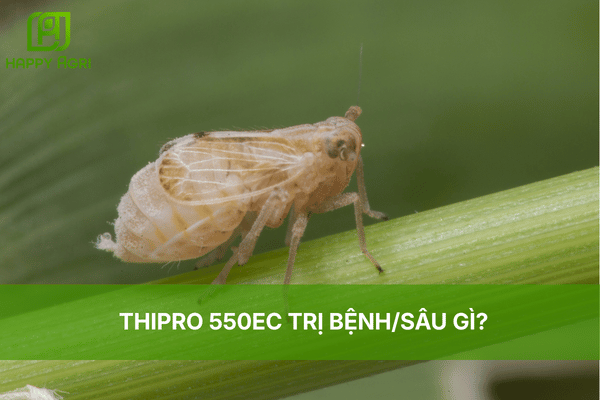 THIPRO 550EC TRỊ BỆNH/SÂU GÌ?