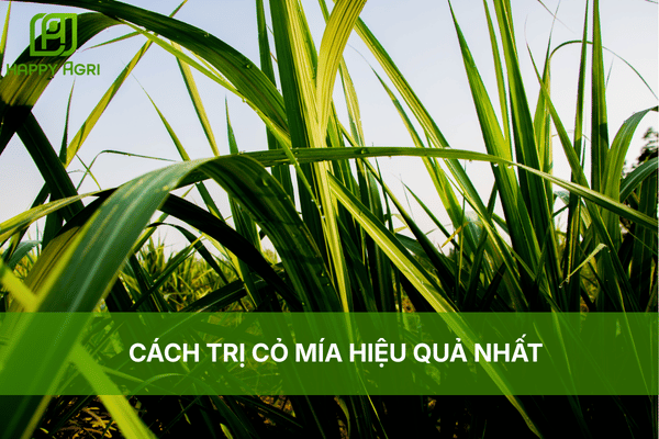 CÁCH TRỊ CỎ MÍA HIỆU QUẢ NHẤT