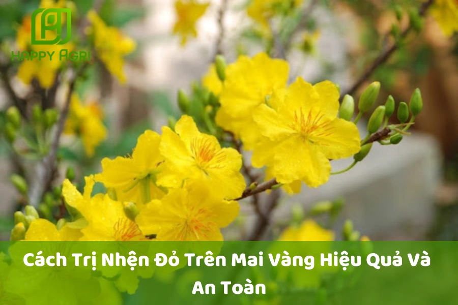 Cách Trị Nhện Đỏ Trên Mai Vàng Hiệu Quả Và An Toàn