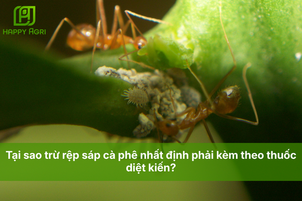 Tại sao trừ rệp sáp cà phê nhất định phải kèm theo thuốc diệt kiến?