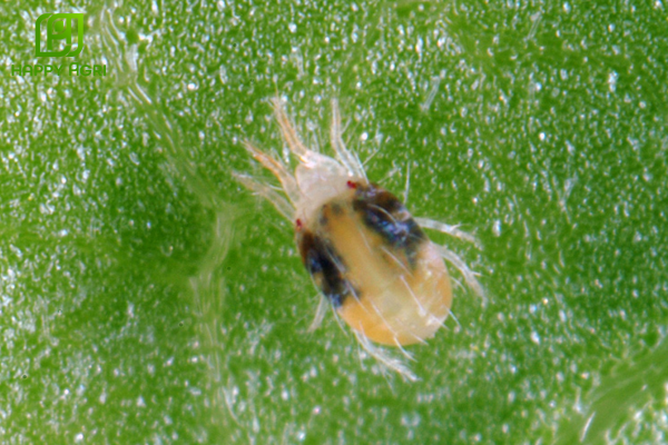 Lựa chọn giải pháp từ Happy Agri