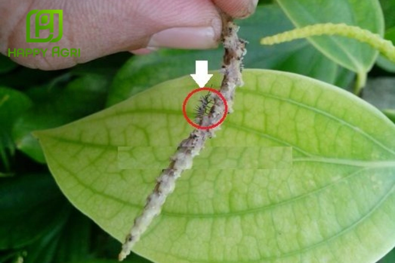 Rụng trái non hồ tiêu do sâu bệnh hại