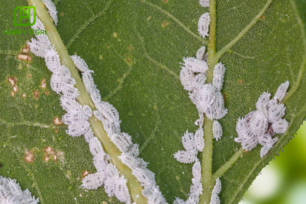 Rệp sáp là gì? "Kẻ thù" thầm lặng của nhà nông