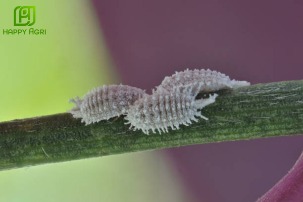 Rệp sáp cà phê là gì?