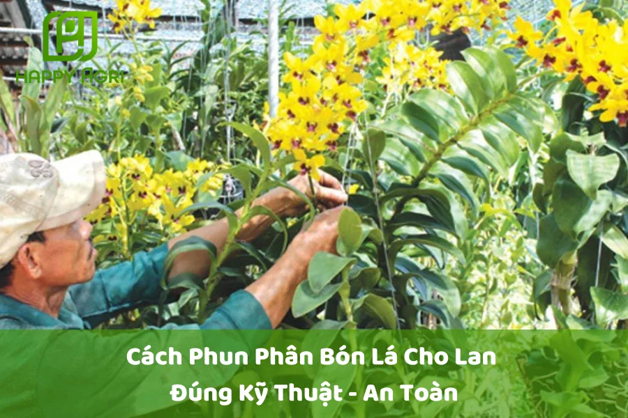 #Cách Phun Phân Bón Lá Cho Lan Đúng Kỹ Thuật - An Toàn