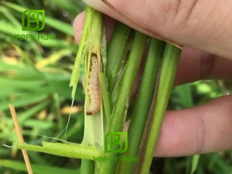 sâu đục thân lúa