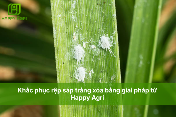 Khắc phục rệp sáp trắng xóa bằng giải pháp từ Happy Agri 