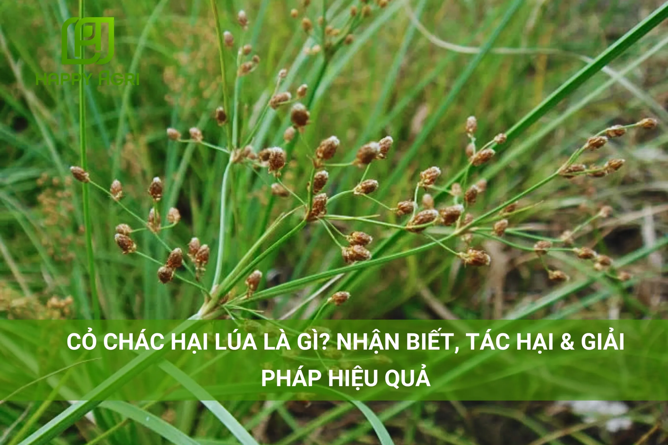 CỎ CHÁC HẠI LÚA LÀ GÌ? NHẬN BIẾT, TÁC HẠI & GIẢI PHÁP HIỆU QUẢ