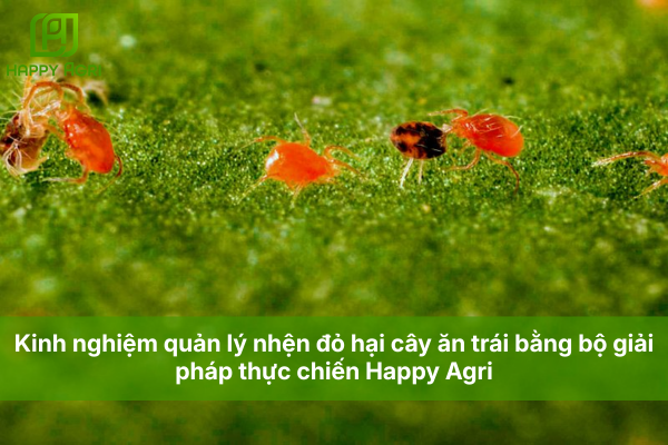 Kinh nghiệm quản lý nhện đỏ hại cây ăn trái bằng bộ giải pháp thực chiến Happy Agri