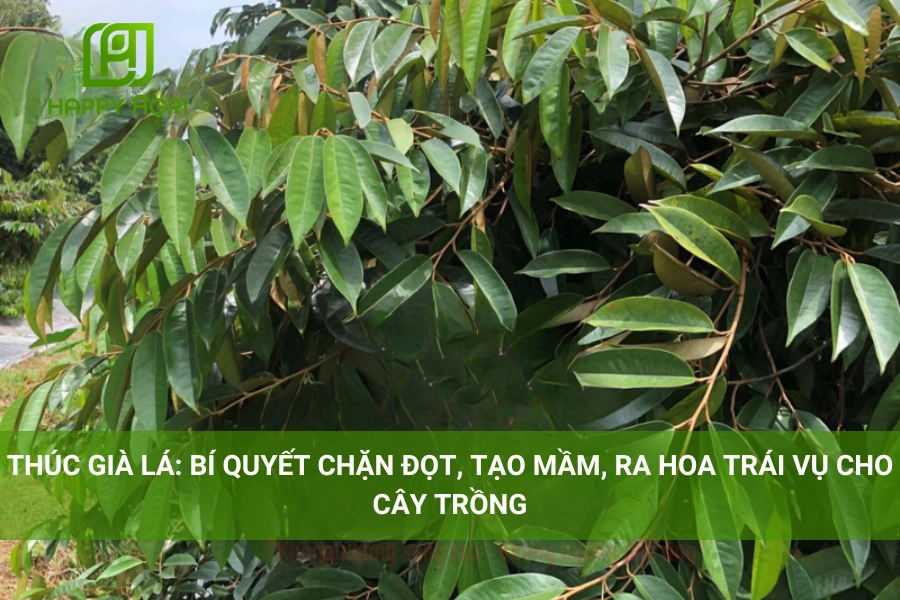 Thúc Già Lá: Bí Quyết Chặn Đọt, Tạo Mầm, Ra Hoa Trái Vụ Cho Cây Trồng