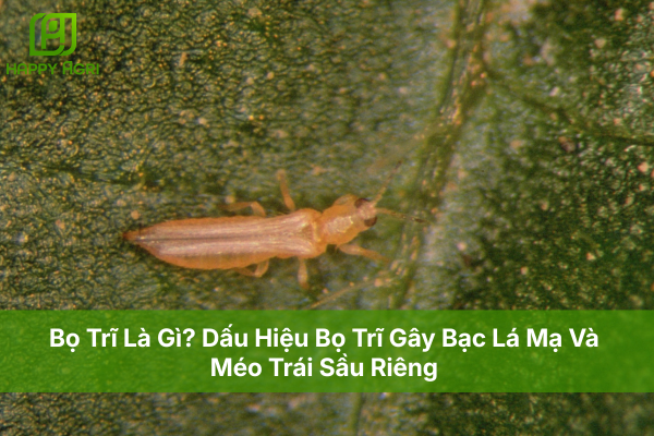 Bọ Trĩ Là Gì? Dấu Hiệu Bọ Trĩ Gây Bạc Lá Mạ Và Méo Trái Sầu Riêng