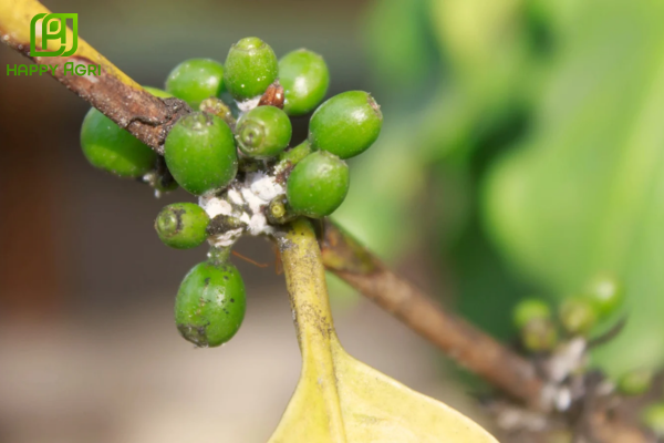 Phác đồ điều trị rệp sáp cà phê hiệu quả nhất (Diệt Kiến - Trừ Rệp)