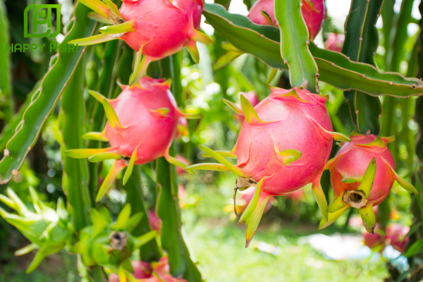 Công dụng Thuốc điều hòa sinh trưởng EPIBRA 0.01SL Hiệu LEMCAT