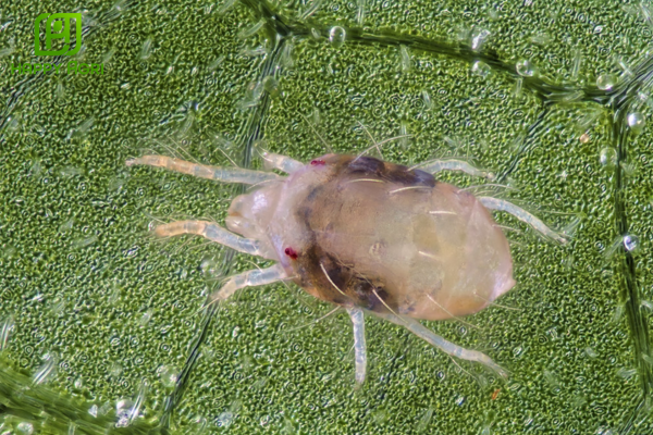 Chân dung "sát thủ" nhện đỏ và lý do bùng phát mạnh mùa nắng