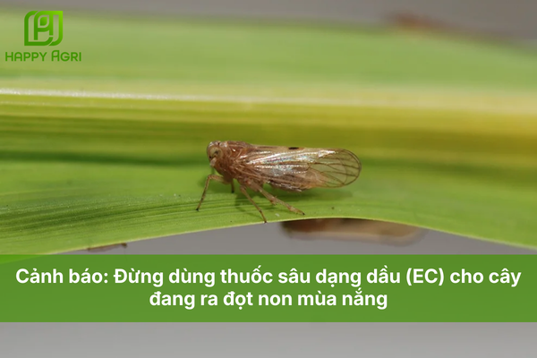 Thuốc sâu lưu dẫn hai chiều: Diệt sâu "tàng hình" ẩn nấp sâu trong thân cây