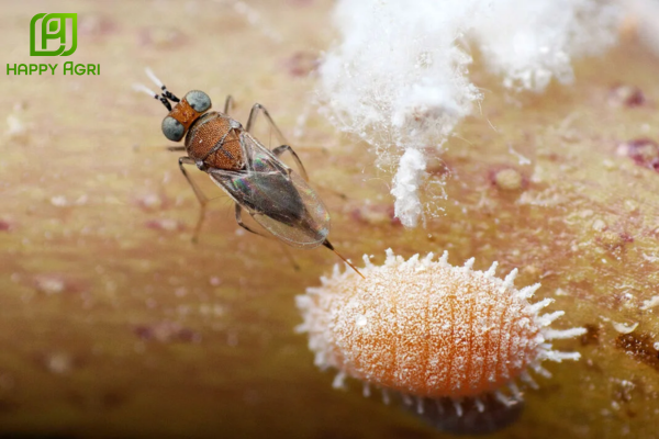 Câu hỏi thường gặp (FAQ)