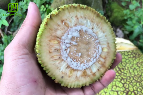 Quy trình kỹ thuật để mít "Trái đẹp - Không xơ đen"