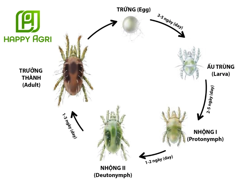 Vòng đời nhện đỏ hại thanh long