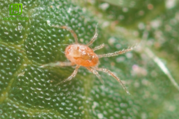 Nhận diện nhện đỏ - "Sát thủ tàng hình" gây rụng lá sầu riêng