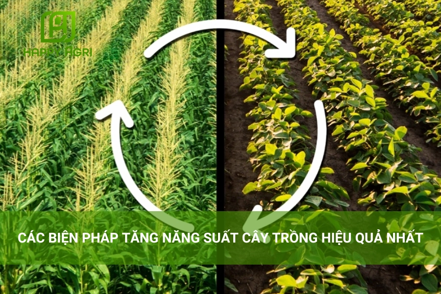 Các Biện Pháp Tăng Năng Suất Cây Trồng Hiệu Quả Nhất