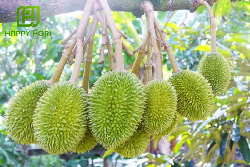 Nguyên tắc sử dụng thuốc trừ sâu an toàn hiệu quả cho sầu riêng