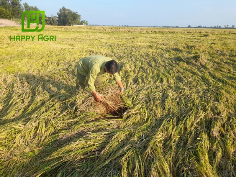 Độ mặn của phân kali có thể ảnh hưởng đến cây lúa nếu không pha loãng đúng cách