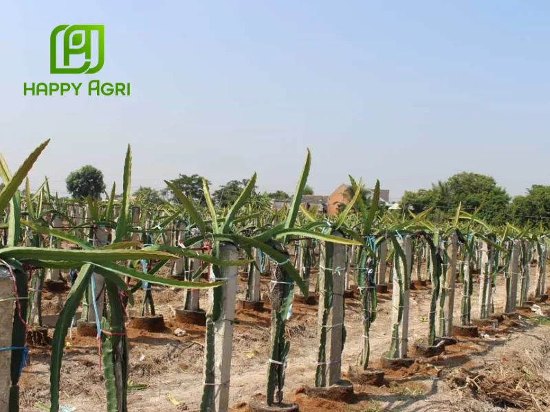kỹ thuật trồng thanh long