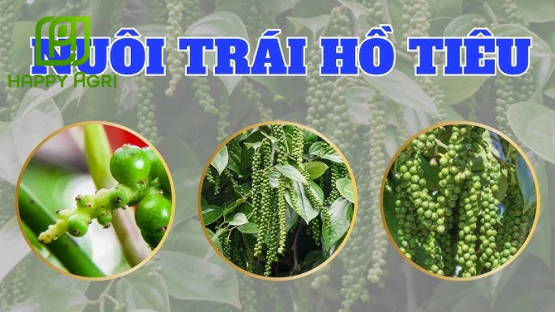 Các vấn đề thường gặp và giải pháp tức thì trong giai đoạn nuôi trái hồ tiêu