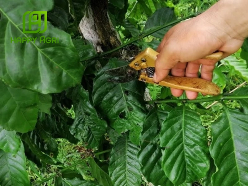 tưới cà phê mùa khô