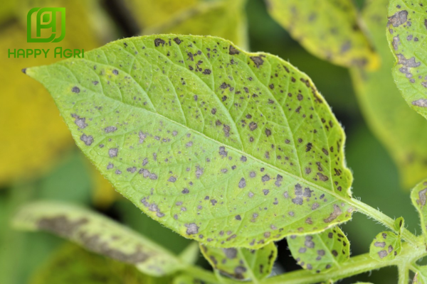 Công dụng thuốc trừ bệnh COPFORCE BLUE 51WP hiệu COPERZIN 51