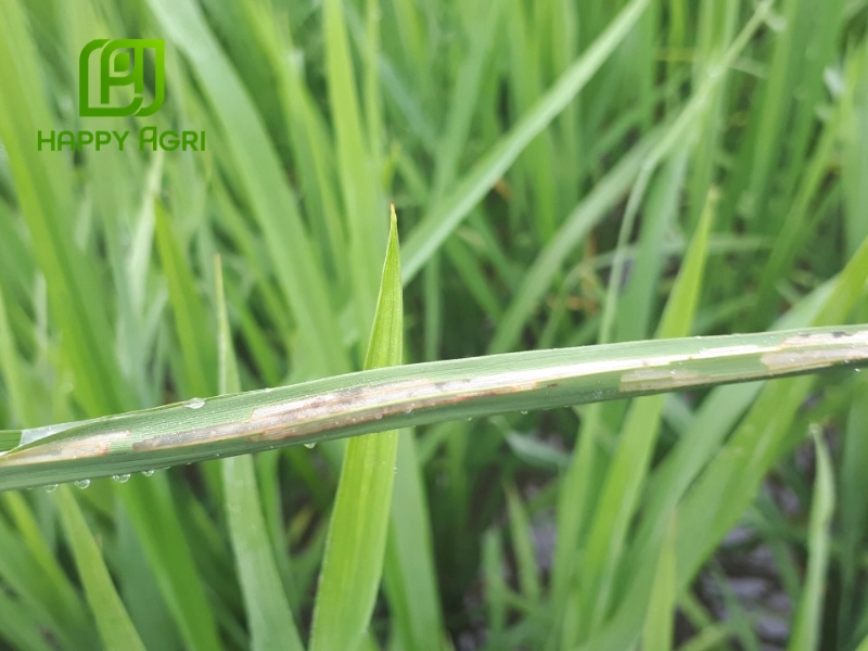 Giải pháp dinh dưỡng từ Happy Agri