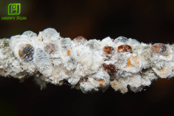  Những thắc mắc thường gặp